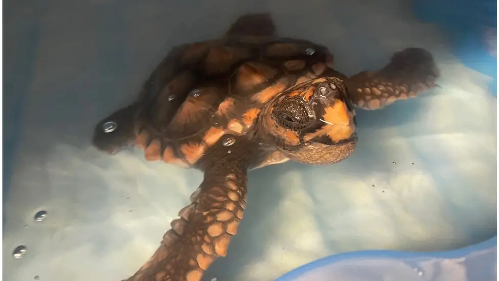 Turtle rescued in Guernsey could go to Cape Verde due to Brexit – charity