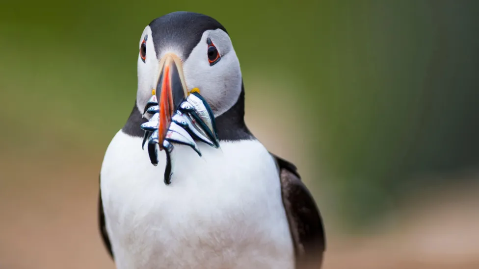 UK's puffin protection laws at centre of post Brexit row