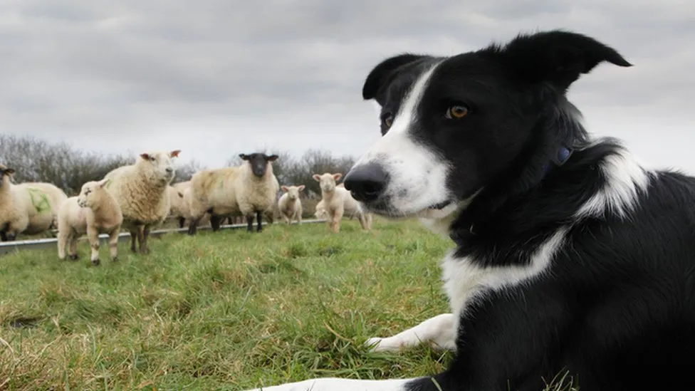 Vet medicine supplies: Concerns over post-Brexit arrangements