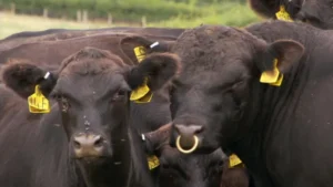 Dorset cattle breeder says exports at a standstill post-Brexit