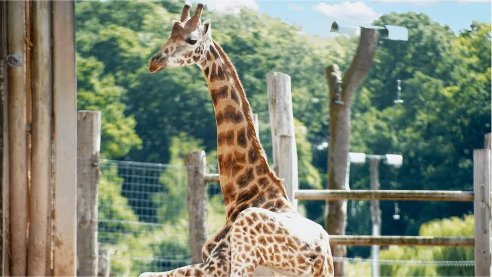 Marwell lonely giraffe victim of post-Brexit red tape