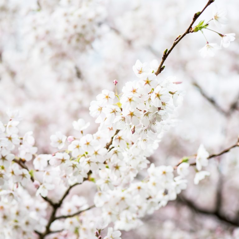 Kanagawa